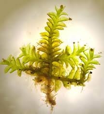 Attēlu rezultāti vaicājumam “Tritomaria exsectiformis”