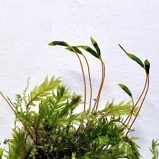 Attēlu rezultāti vaicājumam “Pohlia cruda”