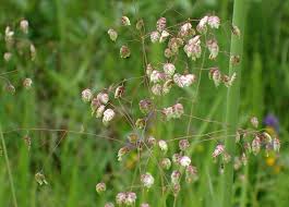 Attēlu rezultāti vaicājumam “Briza media bud”