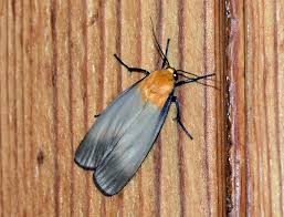 Attēlu rezultāti vaicājumam “Lithosia quadra”