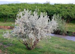 Attēlu rezultāti vaicājumam “Elaeagnus commutata”