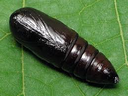 Attēlu rezultāti vaicājumam “Pterostoma palpina larva”