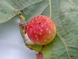 Attēlu rezultāti vaicājumam “Cynips quercusfolii”