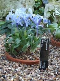 Attēlu rezultāti vaicājumam “Iris rosenbachiana flower”