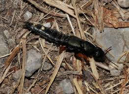 Attēlu rezultāti vaicājumam “Platydracus fulvipes”