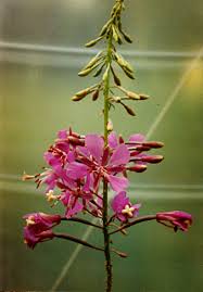 Image result for Epilobium angustifolium