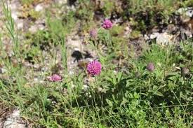 Attēlu rezultāti vaicājumam “Trifolium alpestre flower”