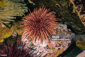 Image result for Mesocentrotus franciscanus