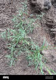 Attēlu rezultāti vaicājumam “Corispermum hyssopifolium fruit”