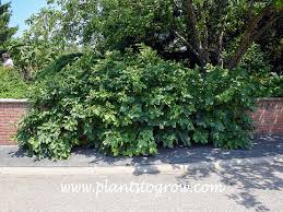 Attēlu rezultāti vaicājumam “Hamamelis vernalis”