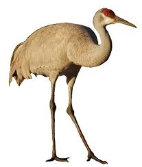 Image result for Grus canadensis