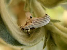 Attēlu rezultāti vaicājumam “Orthezia urticae”