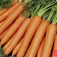 Attēlu rezultāti vaicājumam “Daucus sativus”