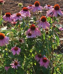 Image result for roter Sonnenhut