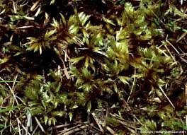 Attēlu rezultāti vaicājumam “Distichium capillaceum sporophyte”