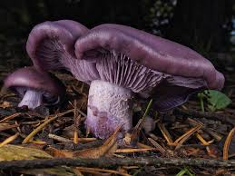 Attēlu rezultāti vaicājumam “Lepista nuda”