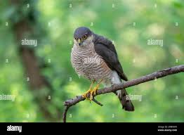 Attēlu rezultāti vaicājumam “Accipiter nisus”