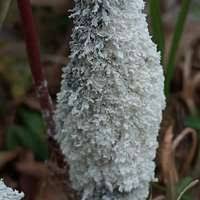 Attēlu rezultāti vaicājumam “Didymium spongiosum spores”