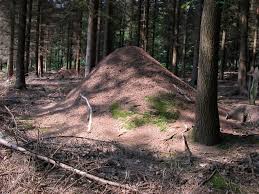 Attēlu rezultāti vaicājumam “Formica rufa”