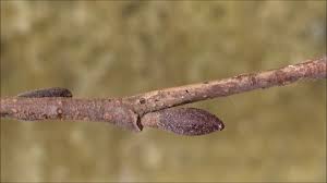 Attēlu rezultāti vaicājumam “Alnus incana bud”
