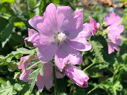 Image result for Malva alcea