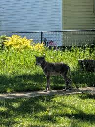 Image result for Hartlepool Coyotes