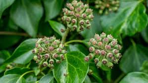Attēlu rezultāti vaicājumam “Hedera helix  flower”