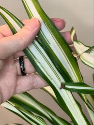 Attēlu rezultāti vaicājumam “Sphagnum platyphyllum”