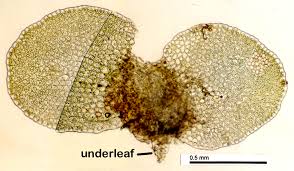 Attēlu rezultāti vaicājumam “Nardia scalaris”