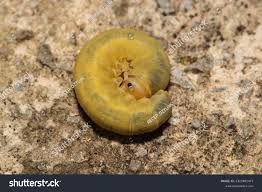 Attēlu rezultāti vaicājumam “Cimbex femoratus”