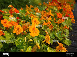 Attēlu rezultāti vaicājumam “Tropaeolaceae”