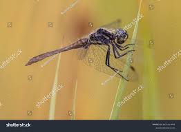 Attēlu rezultāti vaicājumam “Sympetrum danae”