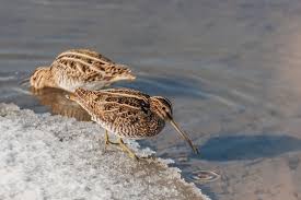 Image result for Gallinago media