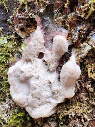 Attēlu rezultāti vaicājumam “Fuligo septica var. rosea spores”