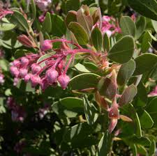 Attēlu rezultāti vaicājumam “Ericaceae”