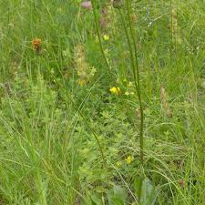 Attēlu rezultāti vaicājumam “Hypochaeris maculata”