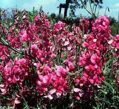 Attēlu rezultāti vaicājumam “Lathyrus latifolius fruit”