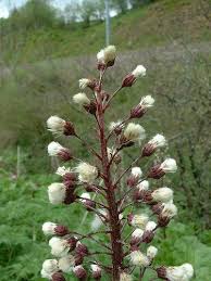 Attēlu rezultāti vaicājumam “Petasites hybridus leaf”