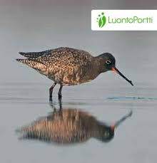 Image result for Tringa erythropus