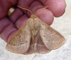 Attēlu rezultāti vaicājumam “Lasiocampa trifolii male”