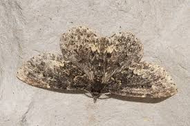 Attēlu rezultāti vaicājumam “Parascotia fuliginaria”