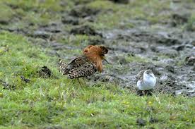 Attēlu rezultāti vaicājumam “Philomachus pugnax adult”