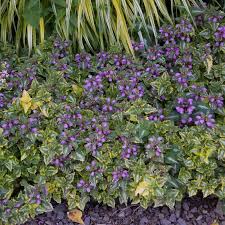 Attēlu rezultāti vaicājumam “Lamium”