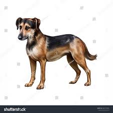 Attēlu rezultāti vaicājumam “Canis lupus familiaris”