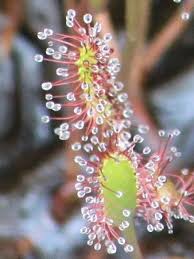 Attēlu rezultāti vaicājumam “Drosera anglica flower”