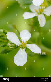 Attēlu rezultāti vaicājumam “Raphanus sativus flower”
