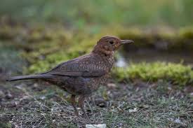 Attēlu rezultāti vaicājumam “Turdus merula juvenile”