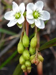 Attēlu rezultāti vaicājumam “Drosera rotundifolia flower”