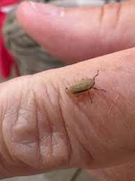 Attēlu rezultāti vaicājumam “Neophilaenus lineatus”