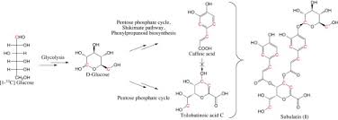 Attēlu rezultāti vaicājumam “Jungermannia subulata”